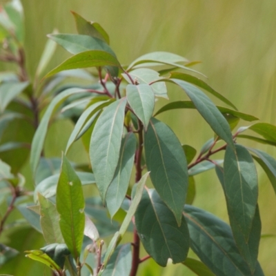 Unidentified Other Tree at Brunswick Heads, NSW - 17 Nov 2023 by macmad