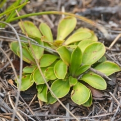 Unidentified Plant at Brunswick Heads, NSW - 16 Nov 2023 by macmad