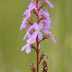 Stylidium sp. (Trigger Plant) at Brunswick Heads, NSW - 16 Nov 2023 by macmad