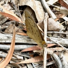 Heteronympha merope (Common Brown Butterfly) at Aranda, ACT - 26 Nov 2023 by KMcCue