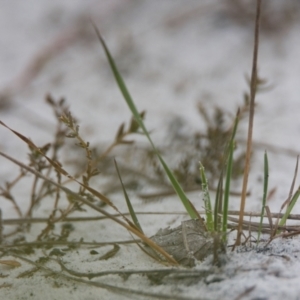 Xyris sp. at Brunswick Heads, NSW - 17 Nov 2023