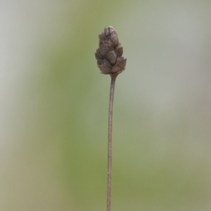 Xyris sp. at Brunswick Heads, NSW - 17 Nov 2023