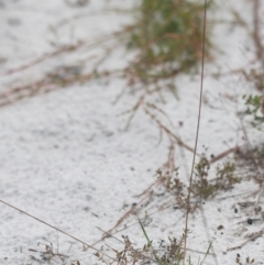 Xyris sp. at Brunswick Heads, NSW - 17 Nov 2023