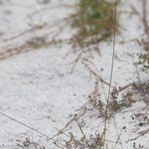 Xyris sp. at Brunswick Heads, NSW - 17 Nov 2023