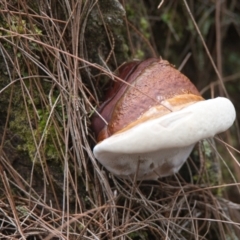 Unidentified Shelf-like to hoof-like & usually on wood at Brunswick Heads, NSW - 16 Nov 2023 by macmad