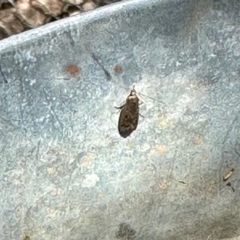 Lepidoptera unclassified ADULT moth (Unidentified - Moth) at Aranda, ACT - 26 Nov 2023 by KMcCue