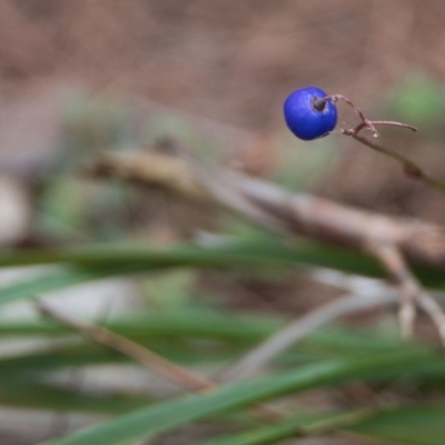 Dianella sp. (Flax Lily) at Brunswick Heads, NSW - 17 Nov 2023 by macmad