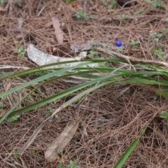 Dianella sp. at Brunswick Heads, NSW - 17 Nov 2023 10:28 AM