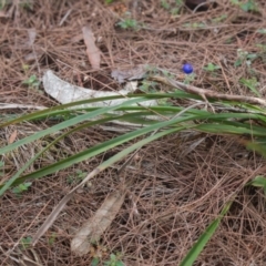 Dianella sp. at Brunswick Heads, NSW - 17 Nov 2023 10:28 AM