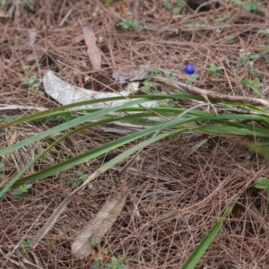 Dianella sp. at Brunswick Heads, NSW - 17 Nov 2023 10:28 AM