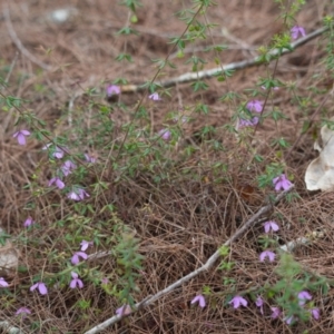 Tetratheca thymifolia at Brunswick Heads, NSW - 17 Nov 2023