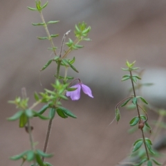 Tetratheca thymifolia at Brunswick Heads, NSW - 17 Nov 2023 10:29 AM