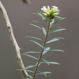 Leucopogon pimeleoides at Brunswick Heads, NSW - 17 Nov 2023 10:32 AM