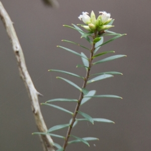 Leucopogon pimeleoides at Brunswick Heads, NSW - 17 Nov 2023