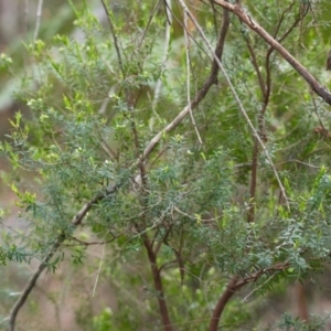 Leucopogon pimeleoides at Brunswick Heads, NSW - 17 Nov 2023