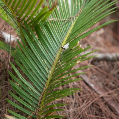 Unidentified Plant at Brunswick Heads, NSW - 16 Nov 2023 by macmad