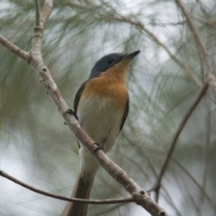 Myiagra rubecula (Leaden Flycatcher) at Brunswick Heads, NSW - 16 Nov 2023 by macmad