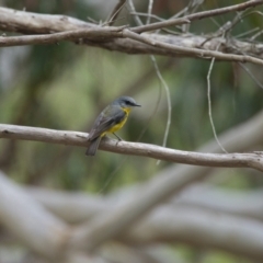 Eopsaltria australis (Eastern Yellow Robin) at Brunswick Heads, NSW - 16 Nov 2023 by macmad