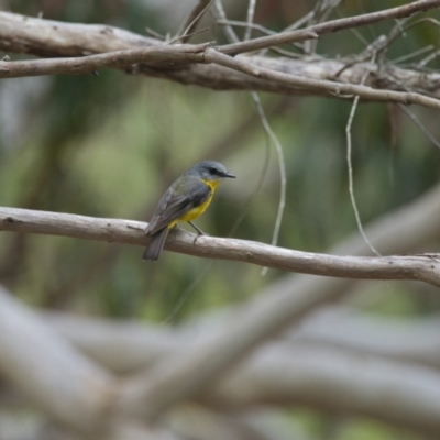 Eopsaltria australis (Eastern Yellow Robin) at Brunswick Heads, NSW - 16 Nov 2023 by macmad