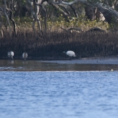 Threskiornis molucca (Australian White Ibis) at Brunswick Heads, NSW - 17 Nov 2023 by macmad