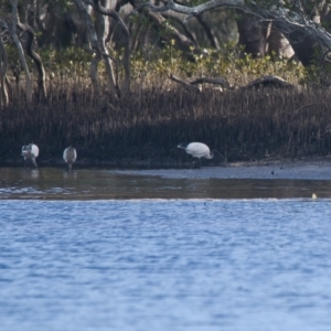 Threskiornis molucca at Brunswick Heads, NSW - 18 Nov 2023 07:50 AM