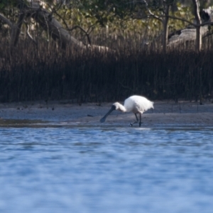 Platalea regia at Brunswick Heads, NSW - 18 Nov 2023 07:50 AM