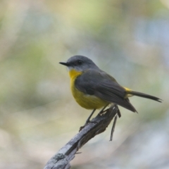 Eopsaltria australis (Eastern Yellow Robin) at Brunswick Heads, NSW - 17 Nov 2023 by macmad