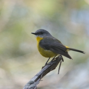 Eopsaltria australis at Brunswick Heads, NSW - 18 Nov 2023 07:53 AM