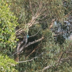 Todiramphus sanctus (Sacred Kingfisher) at Brunswick Heads, NSW - 17 Nov 2023 by macmad