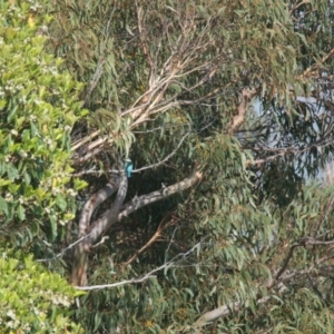 Todiramphus sanctus at Brunswick Heads, NSW - 18 Nov 2023 08:06 AM