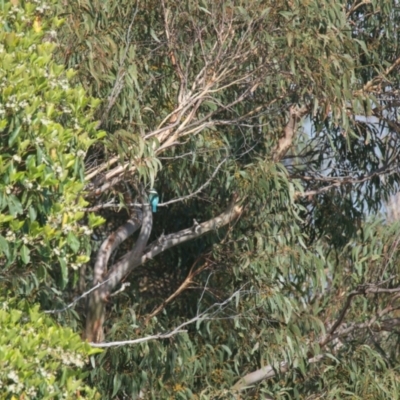 Todiramphus sanctus (Sacred Kingfisher) at Brunswick Heads, NSW - 18 Nov 2023 by macmad