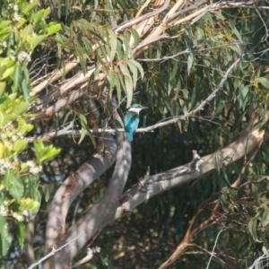 Todiramphus sanctus at Brunswick Heads, NSW - 18 Nov 2023