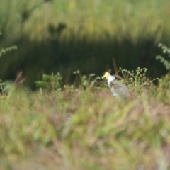 Vanellus miles (Masked Lapwing) at Brunswick Heads, NSW - 17 Nov 2023 by macmad