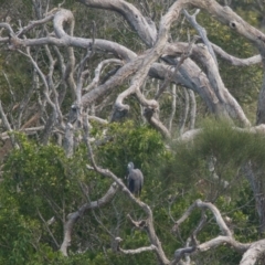 Egretta novaehollandiae (White-faced Heron) at Brunswick Heads, NSW - 17 Nov 2023 by macmad