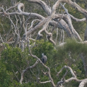 Egretta novaehollandiae at Brunswick Heads, NSW - 18 Nov 2023