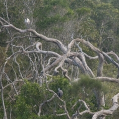 Threskiornis molucca (Australian White Ibis) at Brunswick Heads, NSW - 18 Nov 2023 by macmad