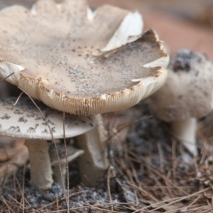 Amanita sp. at Brunswick Heads, NSW - 18 Nov 2023