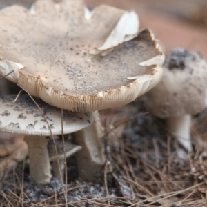 Amanita sp. at Brunswick Heads, NSW - 18 Nov 2023 08:43 AM