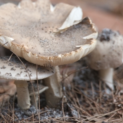 Amanita sp. (Amanita sp.) at Brunswick Heads, NSW - 17 Nov 2023 by macmad