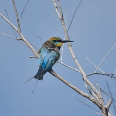 Merops ornatus (Rainbow Bee-eater) at Brunswick Heads, NSW - 18 Nov 2023 by macmad