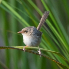 Malurus melanocephalus (Red-backed Fairywren) at Brunswick Heads, NSW - 18 Nov 2023 by macmad