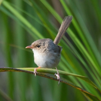 Malurus melanocephalus (Red-backed Fairywren) at Brunswick Heads, NSW - 18 Nov 2023 by macmad