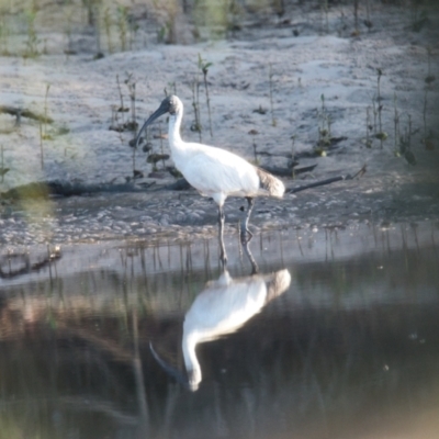 Threskiornis molucca (Australian White Ibis) at Brunswick Heads, NSW - 18 Nov 2023 by macmad