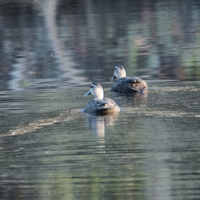 Anas superciliosa (Pacific Black Duck) at Brunswick Heads, NSW - 18 Nov 2023 by macmad