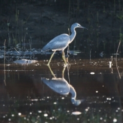 Egretta novaehollandiae (White-faced Heron) at Brunswick Heads, NSW - 19 Nov 2023 by macmad