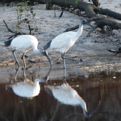 Threskiornis molucca (Australian White Ibis) at Brunswick Heads, NSW - 19 Nov 2023 by macmad