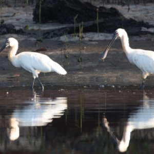 Platalea regia at Brunswick Heads, NSW - 19 Nov 2023 07:05 AM