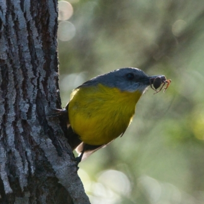 Eopsaltria australis (Eastern Yellow Robin) at Brunswick Heads, NSW - 18 Nov 2023 by macmad