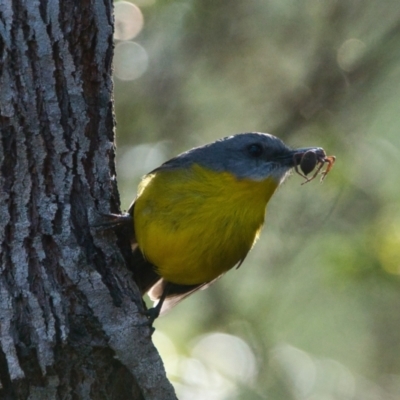 Eopsaltria australis (Eastern Yellow Robin) at Brunswick Heads, NSW - 19 Nov 2023 by macmad