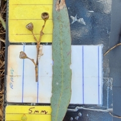 Eucalyptus melliodora (Yellow Box) at Campbell, ACT - 27 Nov 2023 by Steve818